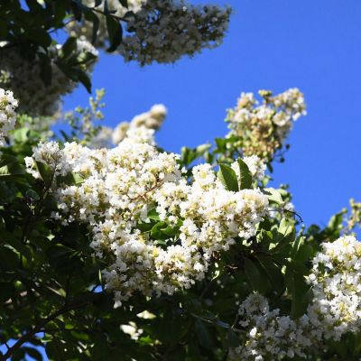  Crape Myrtle